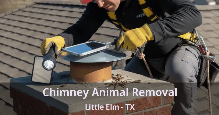 Chimney Animal Removal Little Elm - TX